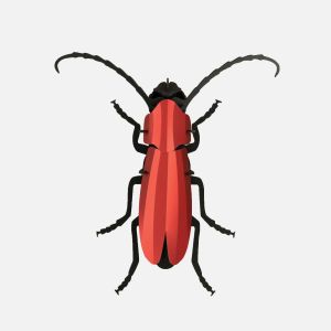 Rompecabezas Escarabajo Rosalía 
