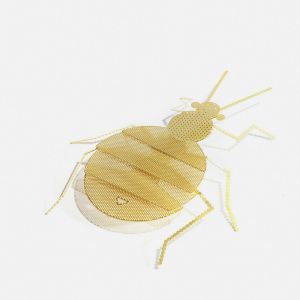 Flatmate Bedbug