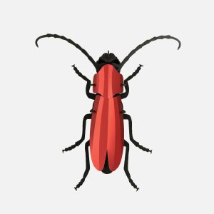 Rompecabezas Escarabajo Rosalía 